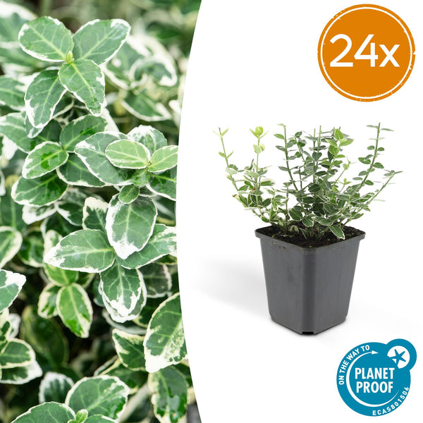 Kriechspindel ‚Emerald Gaiety' – Euonymus fortunei