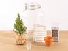 Ficus – Weihnachtsdekoration im Easyplant-Topf – Ansicht 3