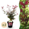 Japanischer Ahorn ‚Shaina' – Acer palmatum