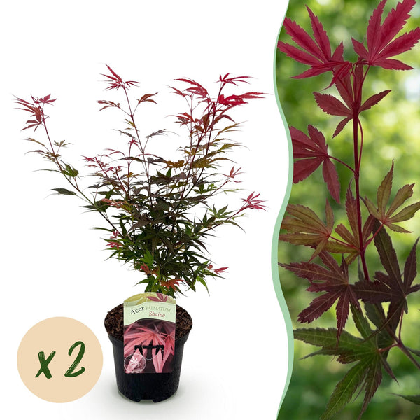 Japanischer Ahorn ‚Shaina' – Acer palmatum