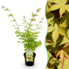 Japanischer Ahorn ‚Summergold' – Acer palmatum – Ø 19 cm · 70 cm, 1 Stück