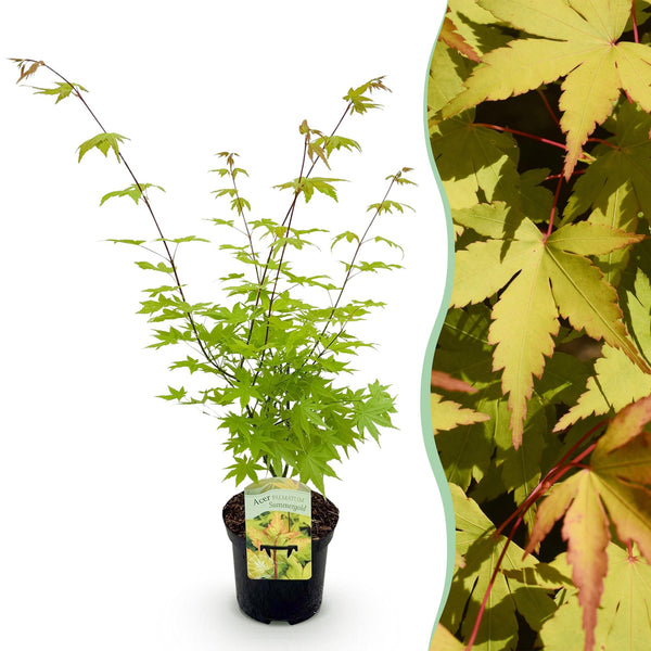Japanischer Ahorn ‚Summergold' – Acer palmatum – Ø 19 cm · 70 cm, 1 Stück