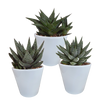 Sukkulenten-Set „Gasteria & Haworthia-Mix" – Gasterien und Haworthien