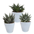 Sukkulenten-Set „Gasteria & Haworthia-Mix" – Gasterien und Haworthien