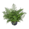 Nestfarn ‚Parvati' – Asplenium nidus