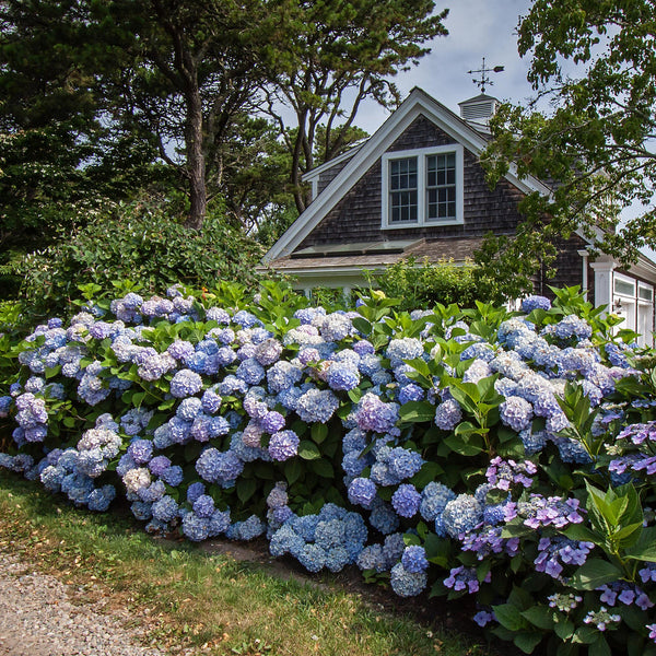 Bauernhortensie ‚Endless Summer The Original Blue' – Hydrangea macrophylla – Ansicht 6