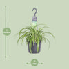 Grünlilie ‚Bonnie' – Chlorophytum comosum – Ansicht 2