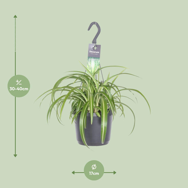 Grünlilie ‚Bonnie' – Chlorophytum comosum – Ansicht 2