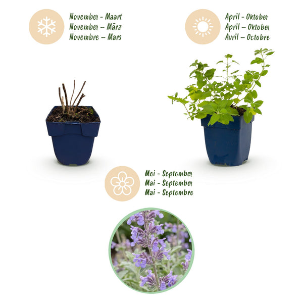 Katzenminze – Nepeta × faassenii – Ansicht 4