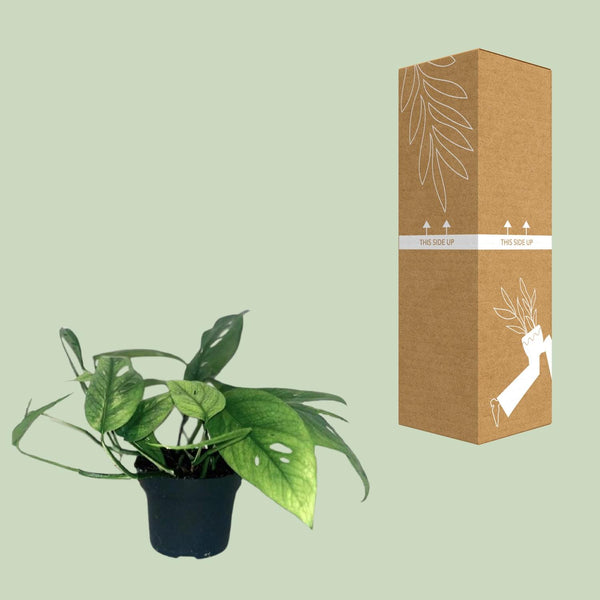 Efeutute ‚Cebu Blue' – Epipremnum pinnatum – Ansicht 3