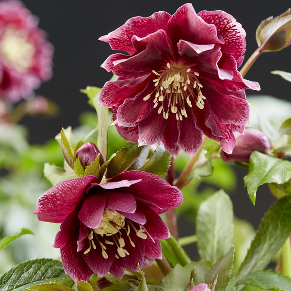 Lenzrose ‚Double Ellen Red' – Helleborus orientalis – Ansicht 4