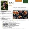 Feigenbaum – Ficus carica – Ansicht 2