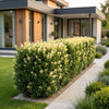 Japanischer Spindelstrauch ‚Paloma Blanca' – Euonymus japonicus – Ansicht 6