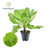 Hawaii-Palme – Brighamia insignis