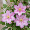 Waldrebe ‚Piilu' – Clematis – Ansicht 3