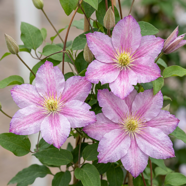 Waldrebe ‚Piilu' – Clematis – Ansicht 3
