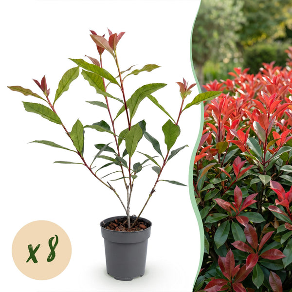Glanzmispel ‚Carre Rouge' – Photinia × fraseri