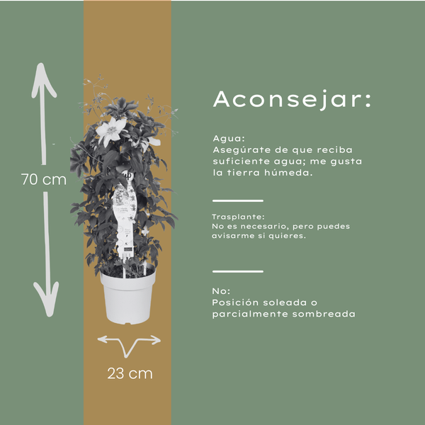 Waldrebe ‚Double Up Barnadine + Masa' – Clematis – Ansicht 8