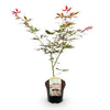 Japanischer Ahorn ‚Sumi-nagashi' – Acer palmatum – Ansicht 2