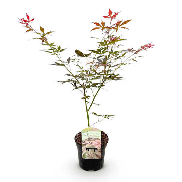 Japanischer Ahorn ‚Sumi-nagashi' – Acer palmatum – Ansicht 2