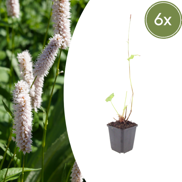 Wiesenknöterich ‚Superba' – Persicaria bistorta – 6 Stück