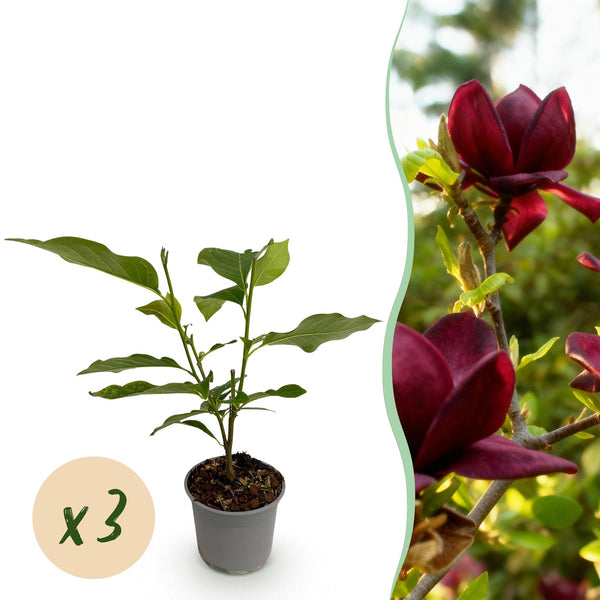 Magnolie ‚Genie' – Magnolia