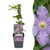 Waldrebe ‚Justa' – Clematis