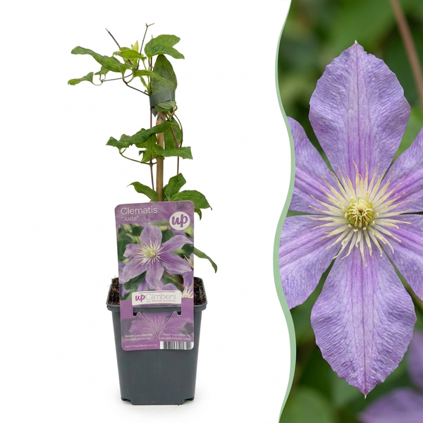 Waldrebe ‚Justa' – Clematis