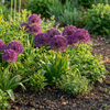 Zierlauch ‚Miami' – Allium – Ansicht 2