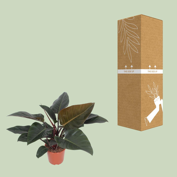 Philodendron ‚Congo Red' – Ansicht 3