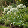 Zierlauch ‚Mount Everest' – Allium – Ansicht 2