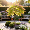 Fächerahorn ‚Little Princess' – Acer palmatum – Ansicht 5