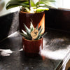 Haworthia ‚Royal Highness' – Ansicht 7
