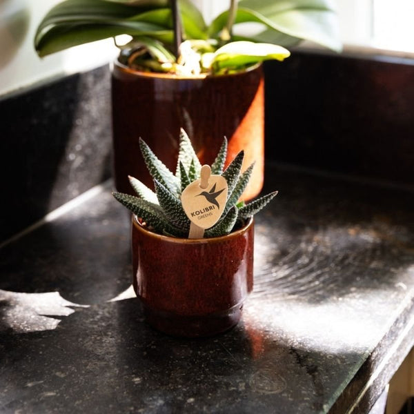 Haworthia ‚Royal Highness' – Ansicht 7