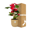 Flamingoblume ‚Red' – Anthurium andraeanum – Ansicht 4