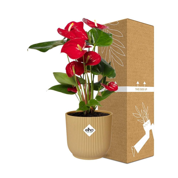 Flamingoblume ‚Red' – Anthurium andraeanum – Ansicht 4