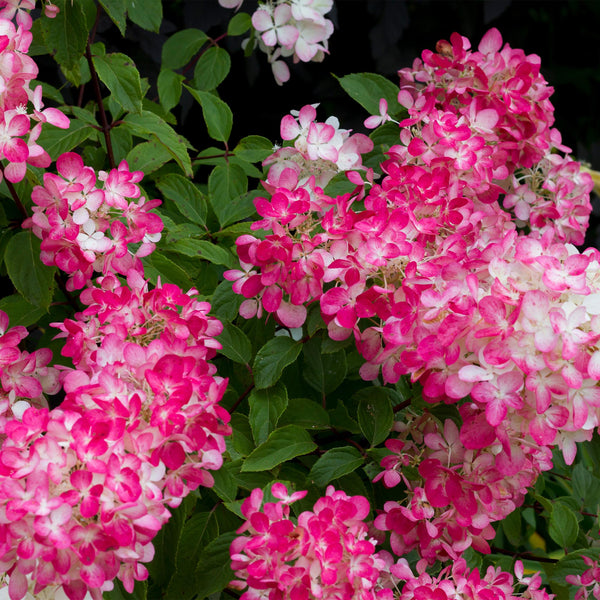 Rispenhortensie ‚Pink Diamond' – Hydrangea paniculata – Ansicht 4