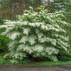 Blumen-Hartriegel – Cornus florida – Ansicht 4