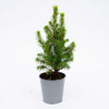 Zuckerhutfichte ‚Perfecta' – Picea glauca