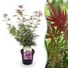 Japanischer Ahorn ‚Jerre Schwartz' – Acer palmatum