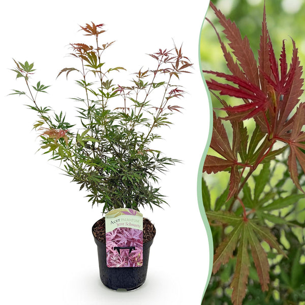 Japanischer Ahorn ‚Jerre Schwartz' – Acer palmatum