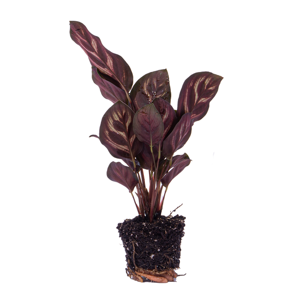 Pfauenkorbmarante – Calathea makoyana – Ansicht 6