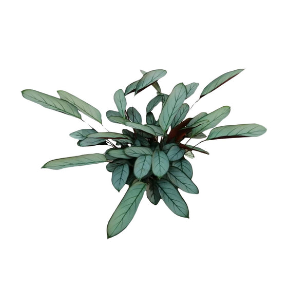 Ctenanthe oppenheimiana – Ansicht 5