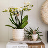 Übertopf-Set „Marble Light“ – Kombi-Angebot Marmor-Übertöpfe – Ansicht 2