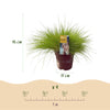 Blauschwingel ‚Golden Toupee' – Festuca glauca – Ansicht 3