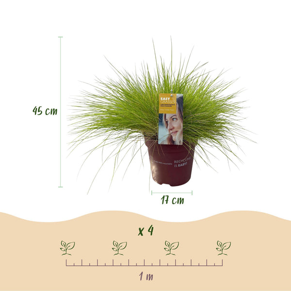 Blauschwingel ‚Golden Toupee' – Festuca glauca – Ansicht 3