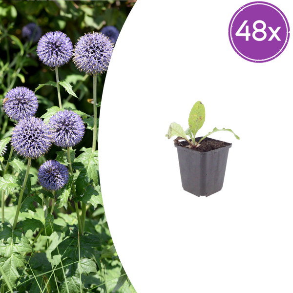 Kugeldistel – Echinops ritro