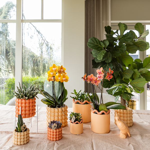Orchidee ‚Las Vegas' – Phalaenopsis – Ansicht 2