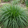 Japan-Segge ‚Evergreen' – Carex oshimensis – Ansicht 5