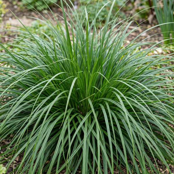 Japan-Segge ‚Evergreen' – Carex oshimensis – Ansicht 5